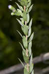 Eastern silver aster